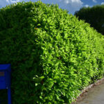 Kirschlorbeer Hecke